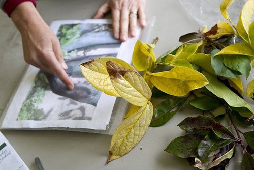 Annual plant clinics begin