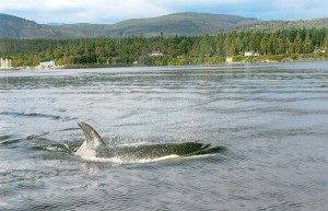 Contributor Shirley Lam spotted these orca (killer) whales near Sequim's John Wayne Marina early in the morning of Sept. 3.