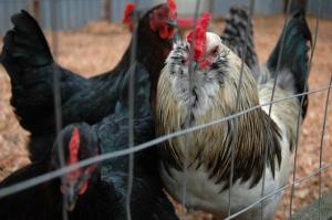 The 10-kilometer quarantine zone encompassing 92 Cosmos Lane in Agnew intended reduce the risk of avian influenza that was lifted Wednesday