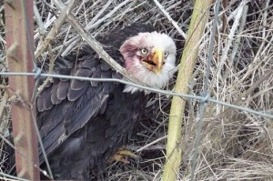 Wild Birds Unlimited
