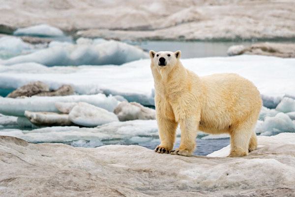 Wrangel Island is the world’s largest denning ground for polar bears—as many as 400 mothers have been known to land here in winter to raise their young.
