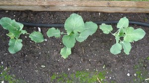 Soaker hoses (as shown in the photo) and drip irrigation are ideal ways to water the garden because they focus water close to the roots of the plant (where it is needed) and deliver it slowly preventing run-off.