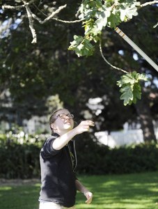 University of British Columbia student Deirdre Loughnan looks for branches from which to collect leaf samples at Sequim’s Pioneer Park on Aug. 22.