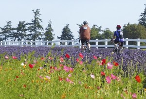 Milestone: Touring the Lavender