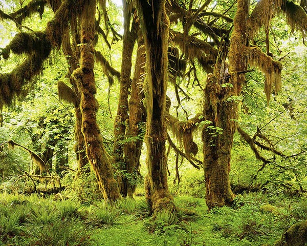 Hoh Rainforest