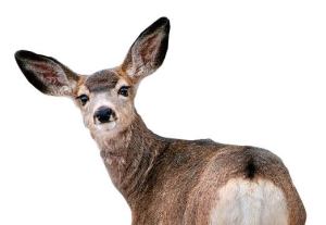 Master Gardeners talk about dealing with deer in your garden.