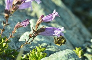 Park invites the public to learn about native bees