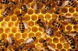 Presentation about honeybees slated for Saturday