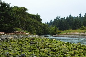 A recent purchase by the North Olympic Land Trust conserves a 280-acre piece of property near the Lyre River. Here is the river’s estuary at low tide.