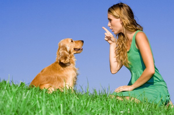 Parenting Matters: Dog training for parents