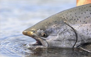 Peninsula salmon derby set for Feb. 19-21