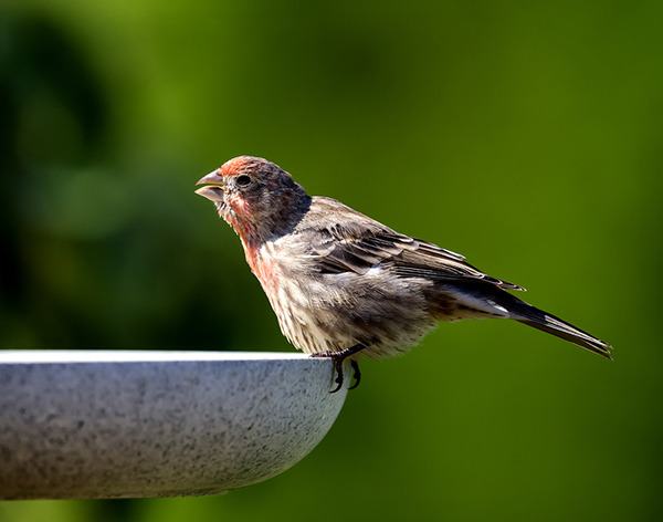 Backyard Birding begins anew