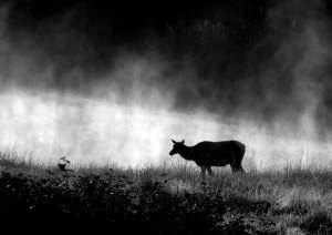 Contributor Pauline Geraci recently caught this image of one of Sequim’s own Roosevelt elk herd.