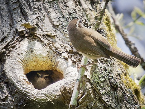 Nesting habits topic of next birding class