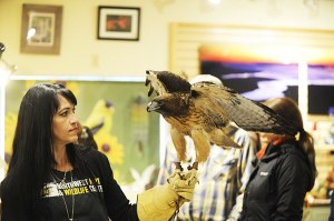 Merryn Welch of Port Angeles tells curious onlookers about this red-tailed hawk at Wild Birds Unlimited in Gardiner on June 18. Welch and other volunteers from the Northwest Raptor & Wildlife Center were on hand to talk about the eagles
