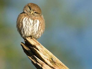 Sequim birding classes return