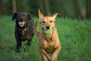 Guest column: For the love of a dog