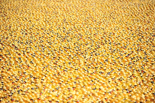 A sea of ducks at Sunday's 2014 Great Olympic Peninsula Duck Derby.
