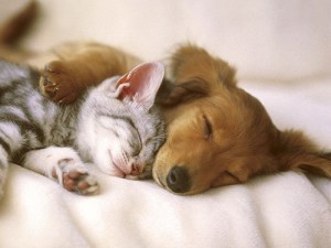'Cute pet' contest is benefit