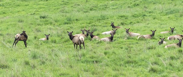 Contributor Bob Lampert spotted the Roosevelt Elk herd on Saturday morning just east of the Simdars/US Highway 101 interchange Saturday morning. Though the photo shows 15 elk