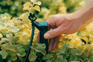 Drip irrigating is recommended to save water.