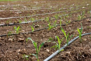 Drip irrigation