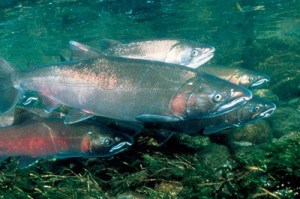 Coho salmon