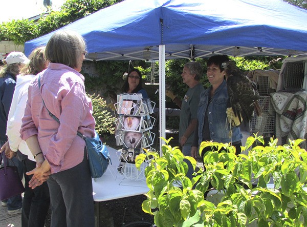 Cynthia Daily from Discovery Bay Raptor