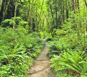 Spruce Railroad Trail