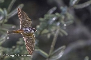 A Eurasian hobby takes flight.