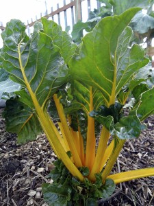 Swiss chard
