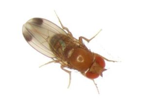 Spotted Wing Drosophila can be difficult to differentiate from regular fruit flies. Seen with the naked eye