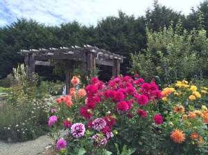 Clallam County Master Gardeners host a garden festival on Sept. 10 at the Woodcock Demonstration Garden