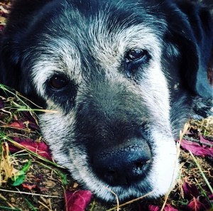 This moment captures Stolli shortly before she died on Aug. 31. Her owner Teresa Cassidy said she saw a tear come out of her dog’s eye and knew it was her time