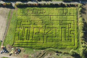 Co-owner Theresa Lassila reopens the Sequim Pumpkin Patch on Oct. 1