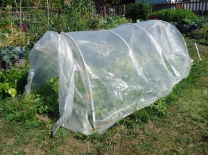 Be sure to ventilate low tunnels during the day by rolling up the ends (as shown in this photo) or side panels to prevent excessive heat that can kill plants and high moisture levels that can contribute to fungal diseases during the cool winter months. Submitted photo