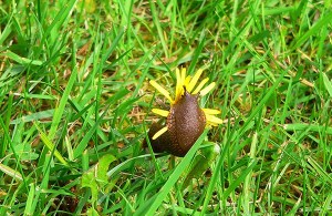 Get It Growing: Handling those ‘silver streaks’