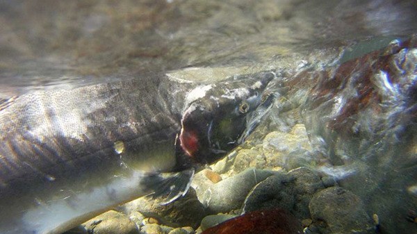 ‘Return of the River’ to play in Sequim