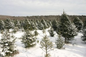 OTA to hold public preview of decorated O’Tannenbaum trees