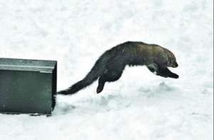 The reintroduction of fishers in ONP is next SEF Science Café topic