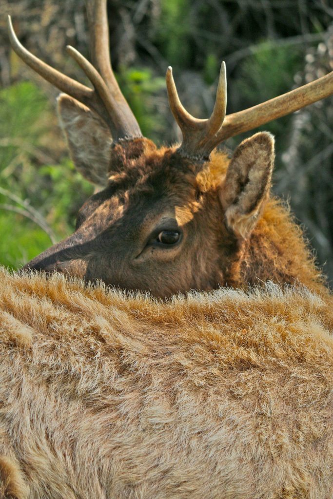 Roosevelt elk are the largest member of the deer family in the Pacific Northwest. Photo by Robert Steelquist