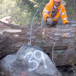Jamestown S&rsquo;Klallam Tribe biologists use rocks to anchor structures made out of logs with rootwads in the Gray Wolf River. (Tiffany Royal/Northwest Indian Fisheries Commission)
