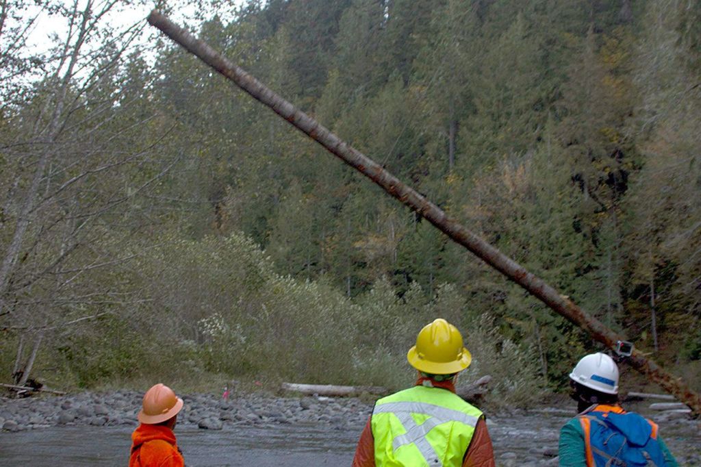 Jamestown S’Klallam Tribe builds logjams for salmon habitat