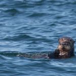 Sea otters are the largest members of the weasel family in the Pacific Northwest and they depend on kelp forests as their habitat. Photo by Bob Steelquist