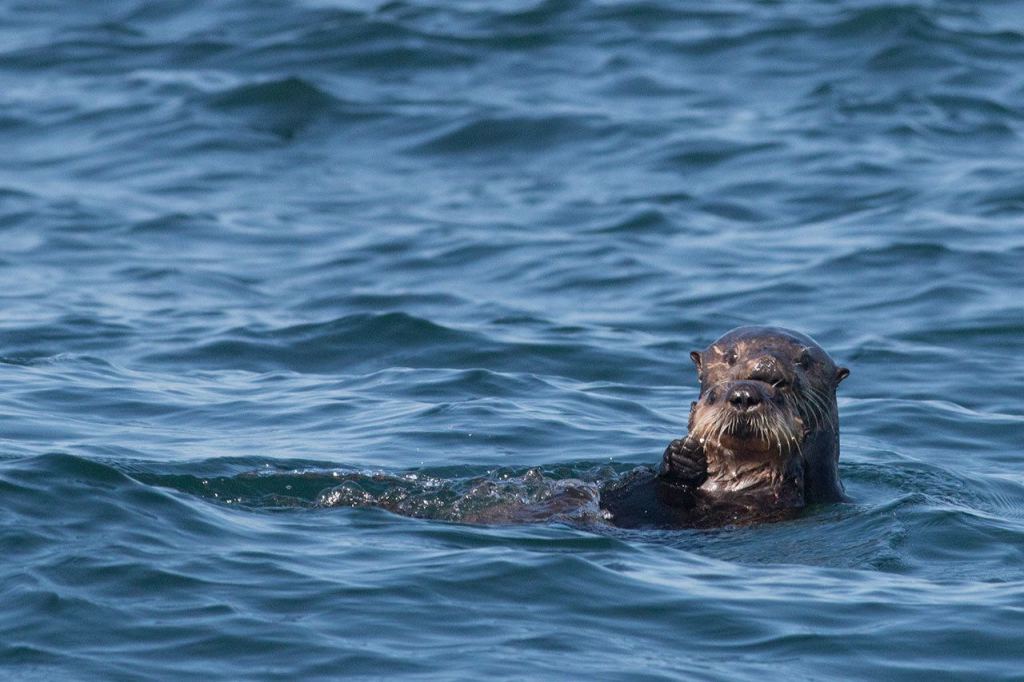 Sea otters are the largest members of the weasel family in the Pacific Northwest and they depend on kelp forests as their habitat. Photo by Bob Steelquist