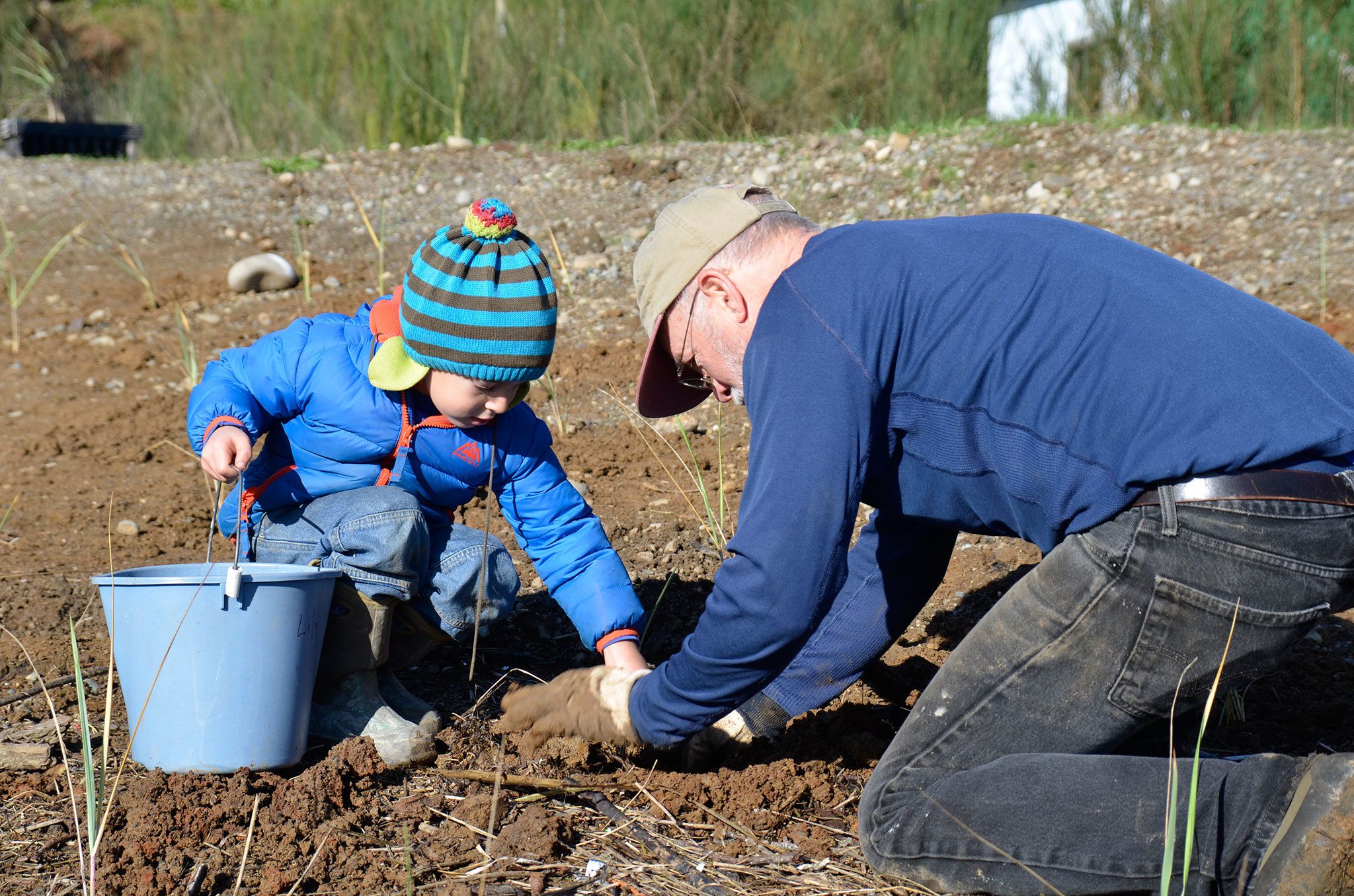 Staff with the North Olympic Salmon Coalition say planting on Saturday, Nov. 19, by 3 Crabs Road is open to all ages. Submitted photo