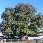 Trees with stories: English walnut