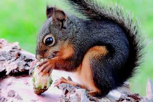 Natural History Dispatch: Life of the nimble Douglas squirrel