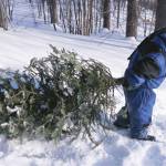 Olympic National Forest holiday tree permits available now