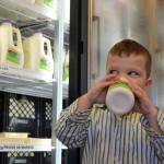 Tyler McCarthey, 5, tastes some of his family farm&rsquo;s milk in the Dungeness Valley Creamery&rsquo;s store. Sequim Gazette photos by Matthew Nash